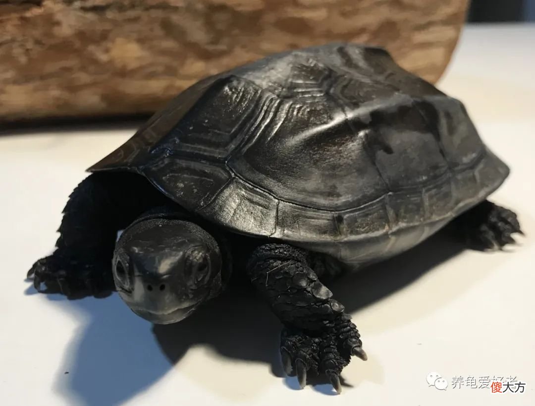不得不再次提到一些养龟的小细节，不要捡了芝麻丢了西瓜