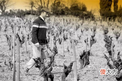 梅洛品种的特点 梅洛红葡萄酒的特点