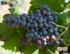 美国是葡萄酒第一消费国 各国葡萄酒的特点