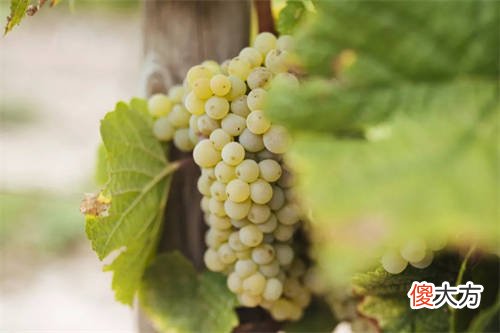 法国有什么红酒 法国最好的红酒产地是在哪里?