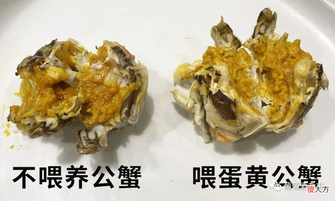 推荐大闸蟹10月份吃 大闸蟹十月初吃好吃吗