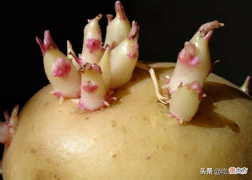 土豆发芽后是否有毒 土豆发芽了是否有毒