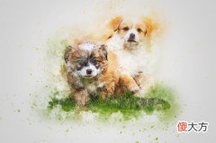 属龙和属狗相克怎么化解龙和狗相冲怎么办(图文)