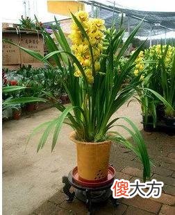 成语蕙质兰心中的蕙和兰是哪两种植物 成语兰什么蕙什么