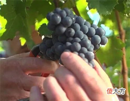 低价位原装红酒加盟生意好做吗 正宗的原装法国进口红酒