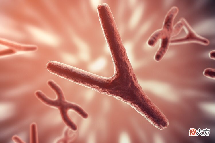 膳食纤维是人体长寿营养素 膳食纤维是人体所需营养素
