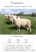 什么才是真正的美利奴羊毛 美利奴羊毛是什么东西