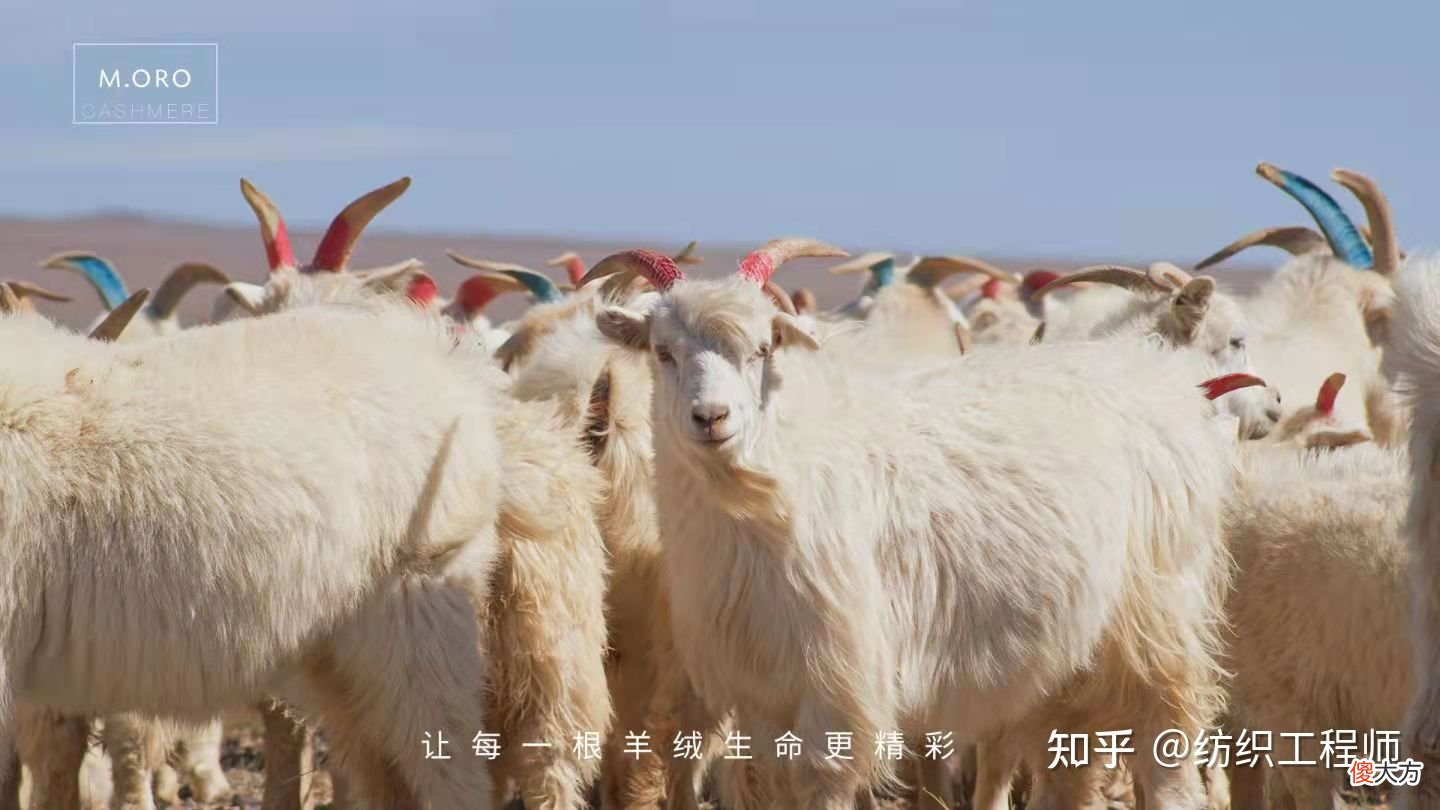 什么才是真正的美利奴羊毛 美利奴羊毛是什么东西