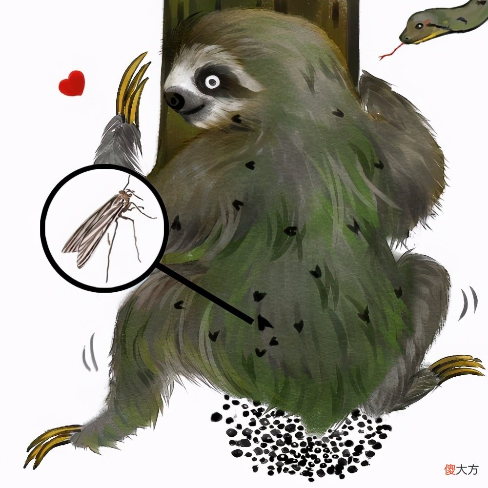 懒到极点的树懒 树懒只是看上去很懒