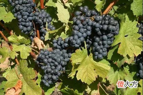 波尔多红酒想卖怎么卖 波尔多红酒专卖店