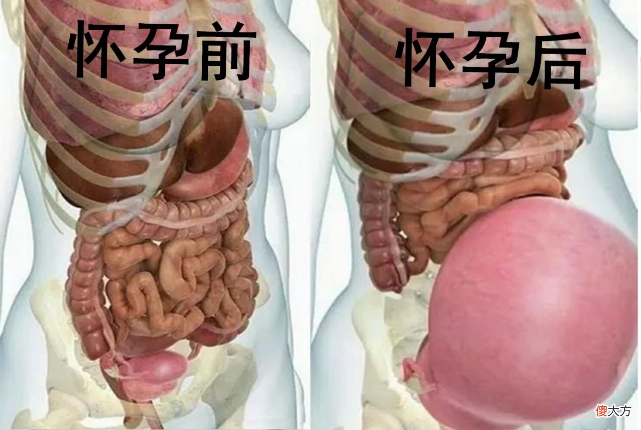 怀孕1—40周，孕妈体内8大系统将会发生变化，新手孕妈不用恐慌