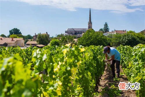 红酒加盟哪个牌子好 红酒代理招商加盟
