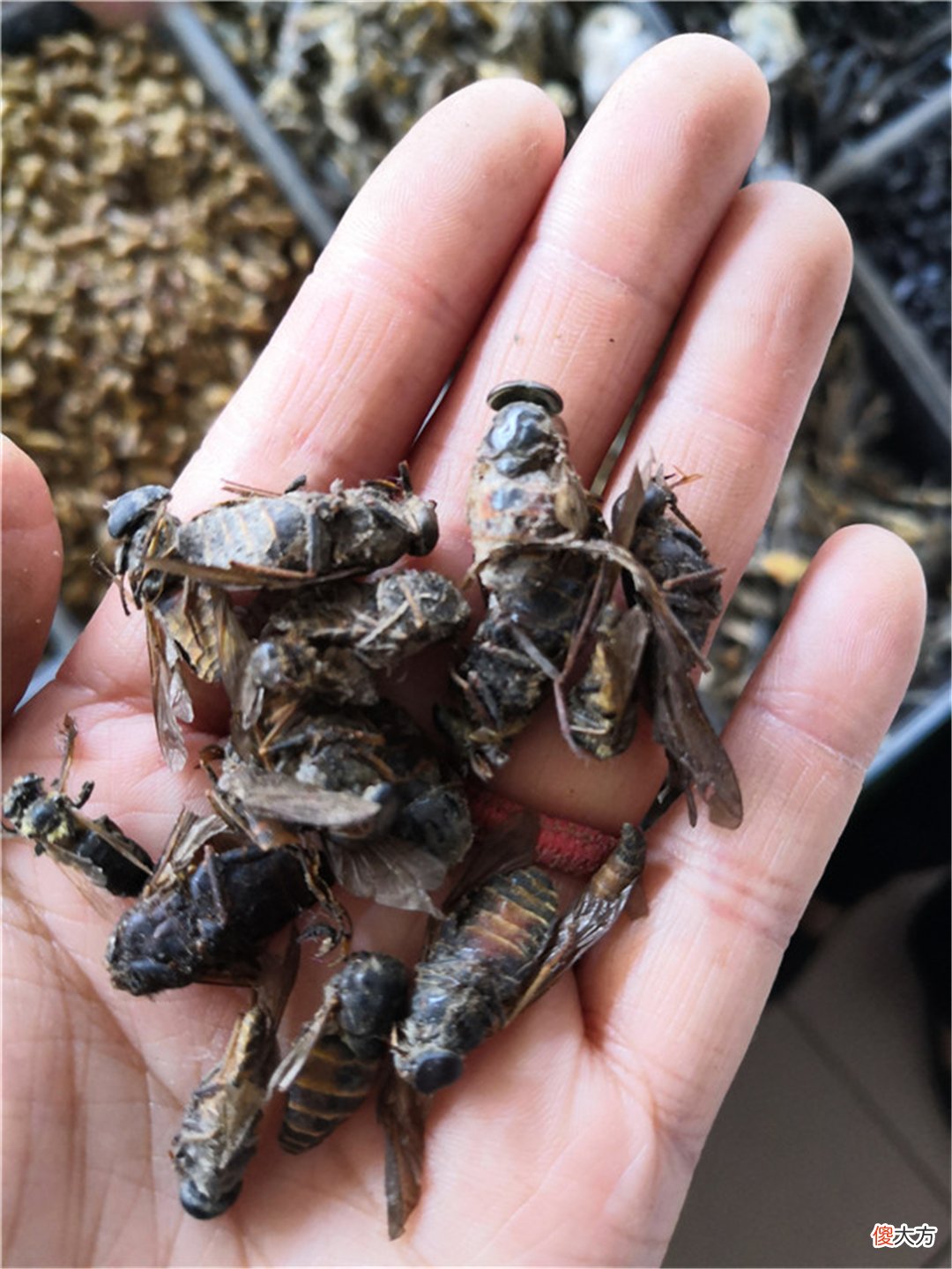 农村常见的昆虫 农村常见的昆虫有哪些图片