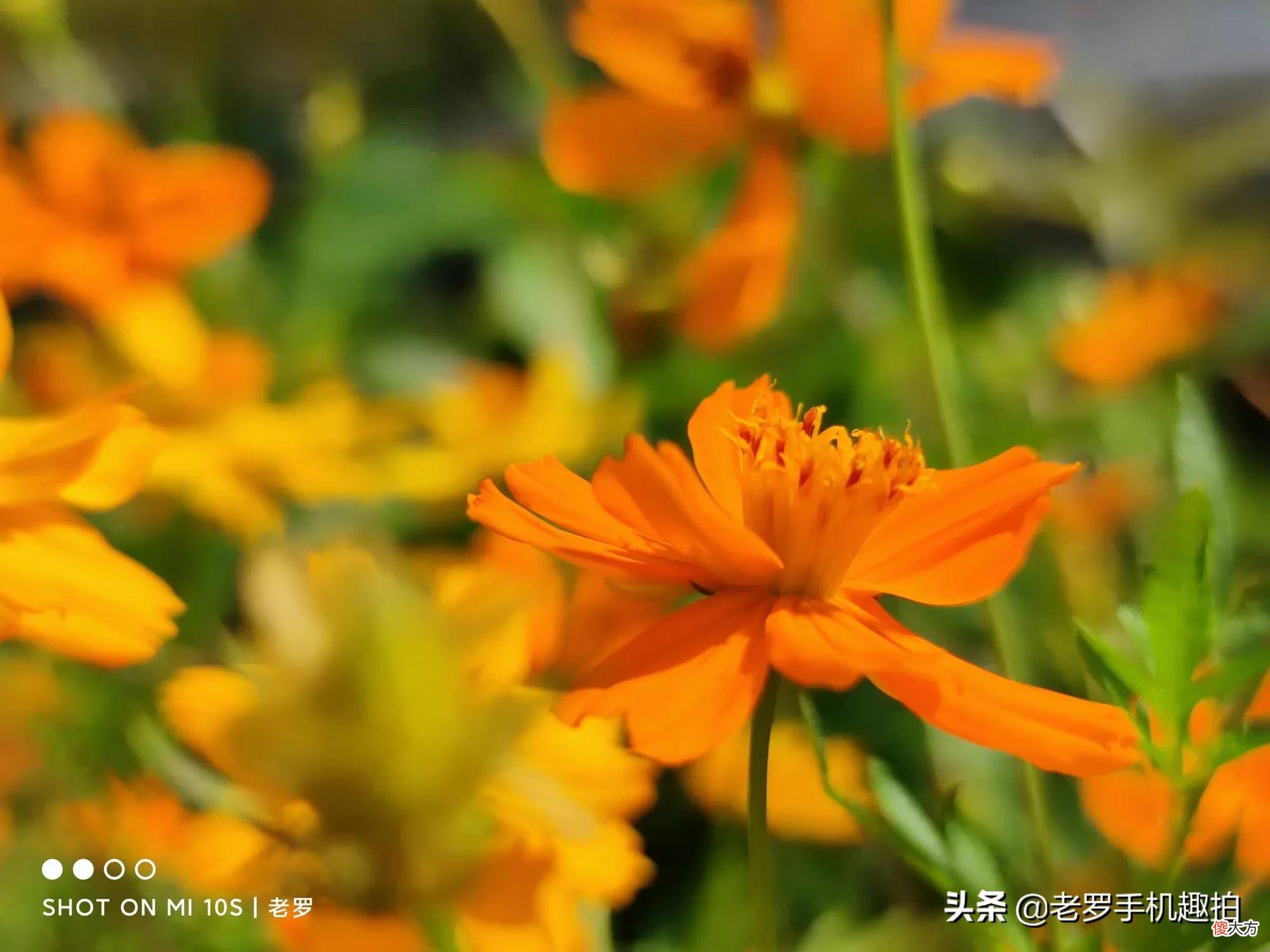 小米10s没那么差劲 小米10s太差了
