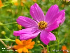小米10s没那么差劲 小米10s太差了
