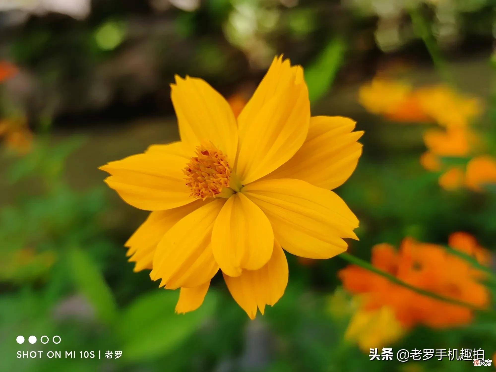 小米10s没那么差劲 小米10s太差了
