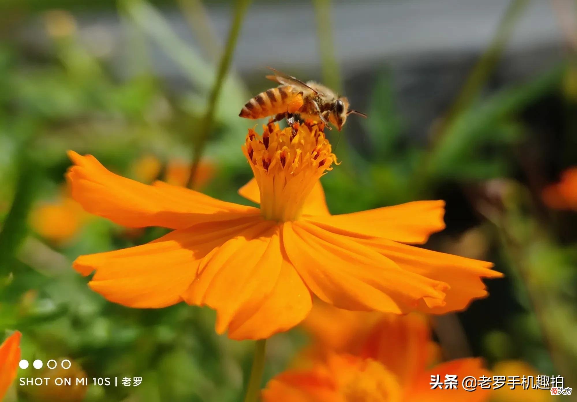 小米10s没那么差劲 小米10s太差了