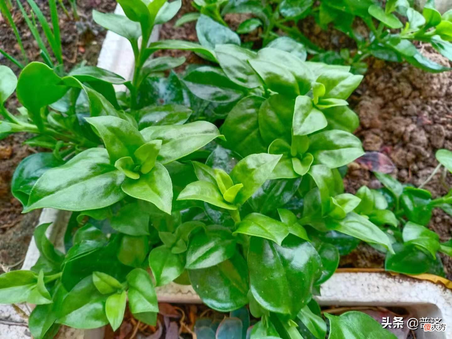 中药还是蔬菜 属于中药的蔬菜