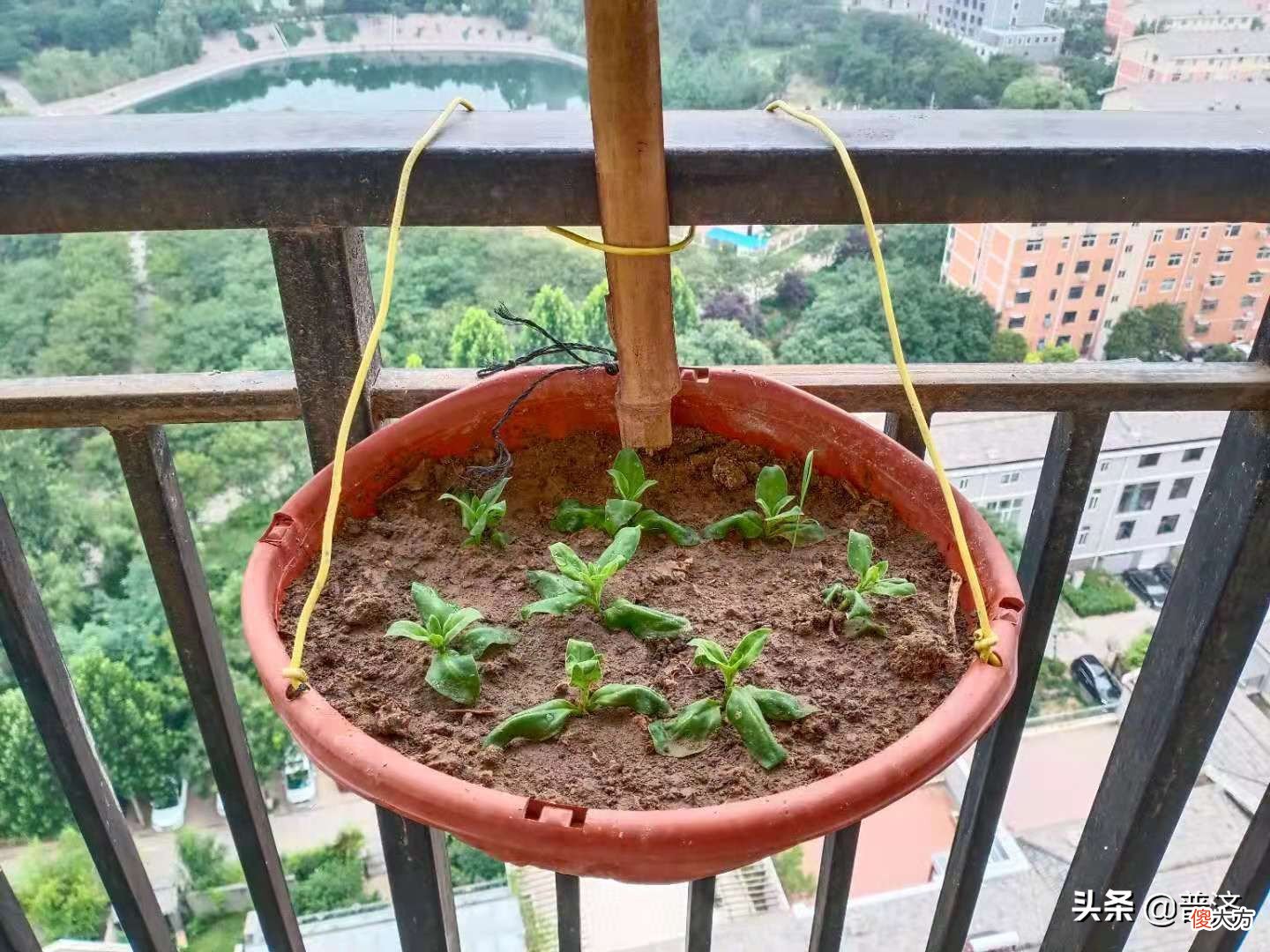 中药还是蔬菜 属于中药的蔬菜