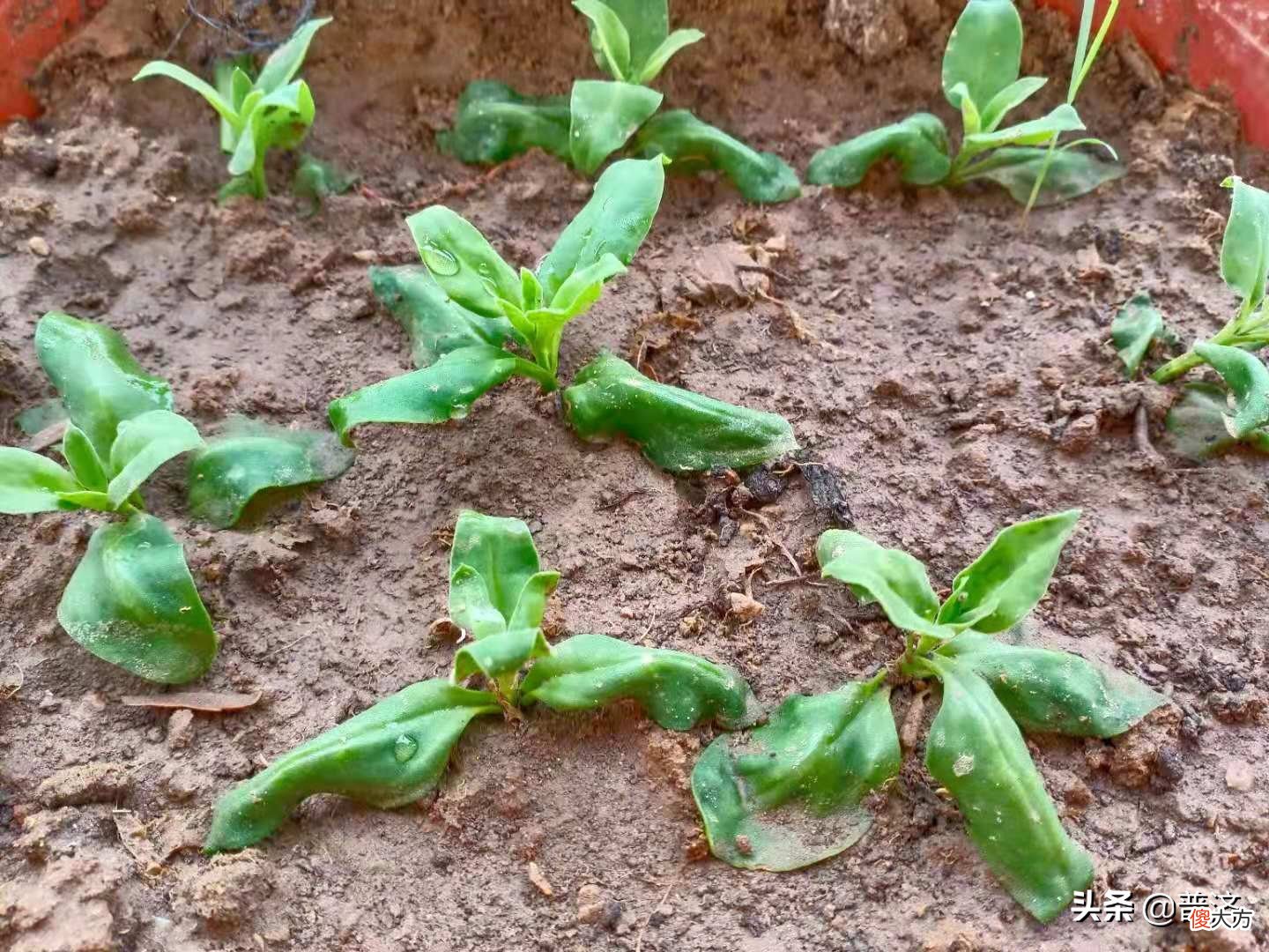 中药还是蔬菜 属于中药的蔬菜