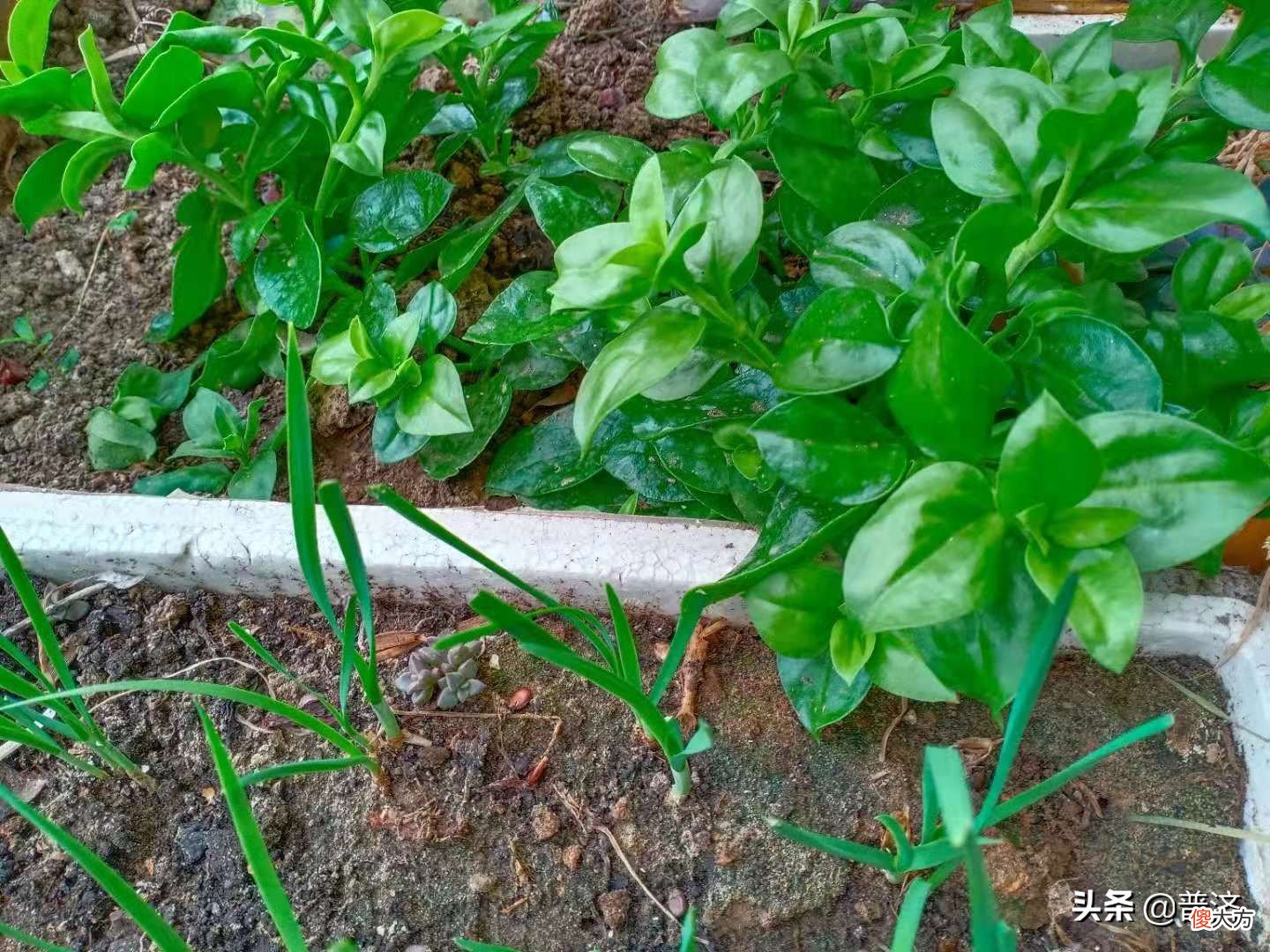 中药还是蔬菜 属于中药的蔬菜