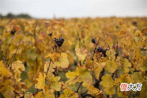 如何品鉴葡萄酒品质的好坏 葡萄酒品鉴日记怎么做