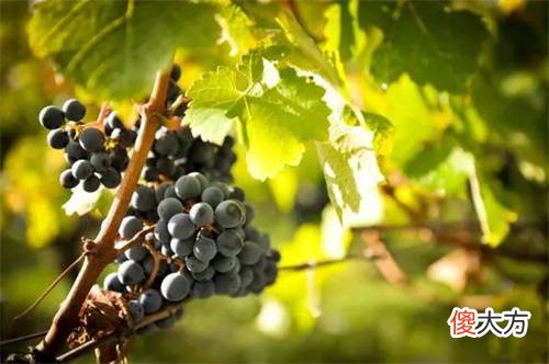 冯·尼庞尔格家族酒庄有哪些,冯·尼庞尔格家族介绍