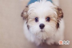 生肖狗2020年1月份运势详解(图文)