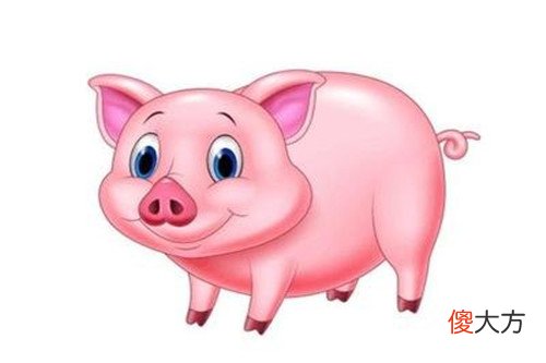 71年的猪什么时候退休(图文)