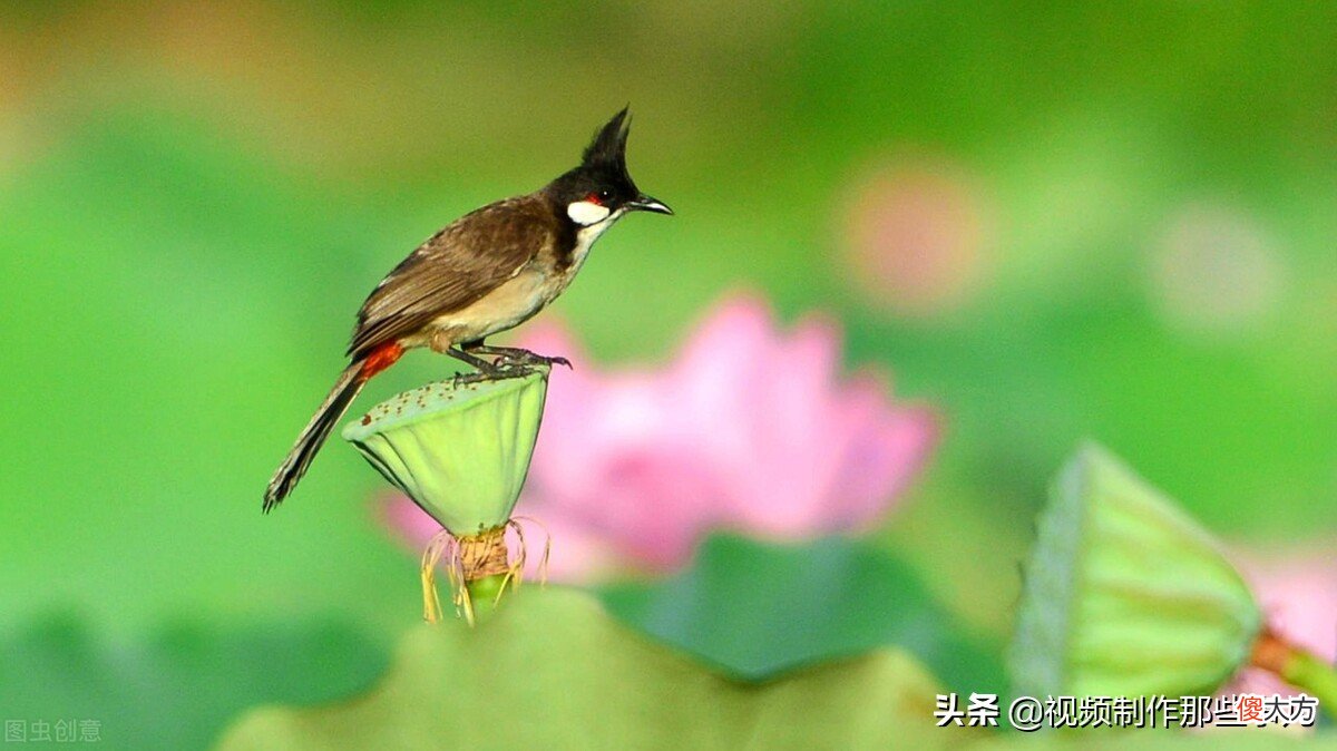 拍摄视频应该如何选择合适的相机 拍视频那种相机最合适