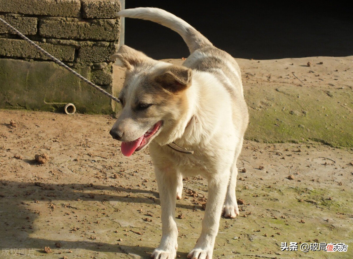土狗的生活习性 土狗性格特点
