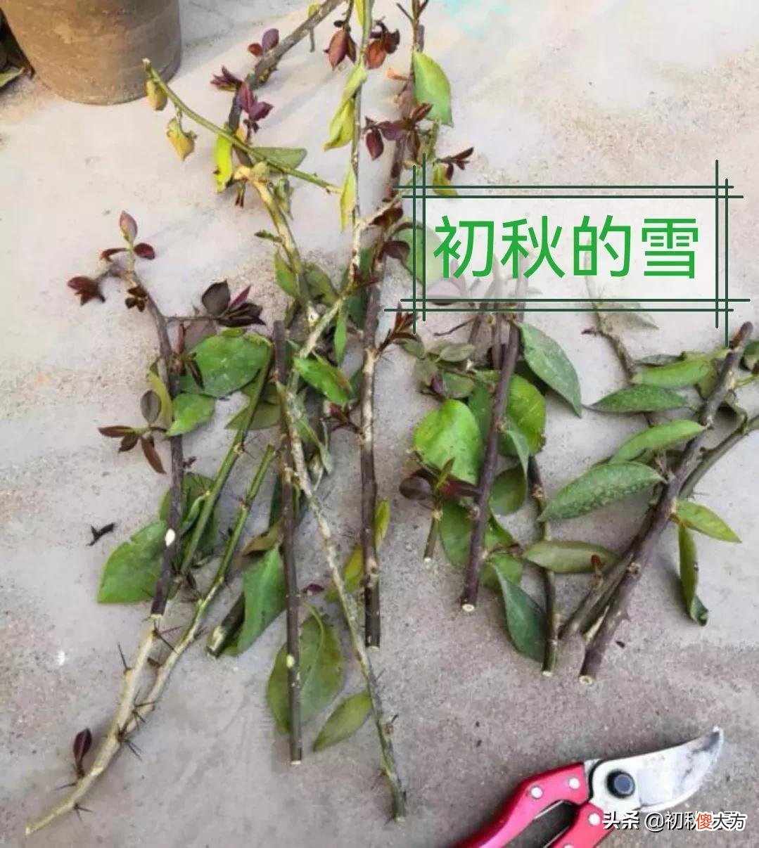 叶仙什么时候扦插最适宜 叶仙什么时候扦插最好