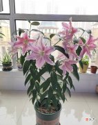 盆栽百合花的种植技巧 百合花种植方法与技巧