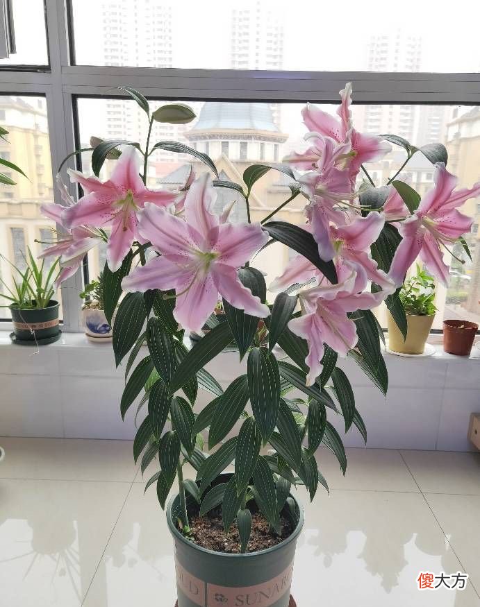 盆栽百合花的种植技巧 百合花种植方法与技巧