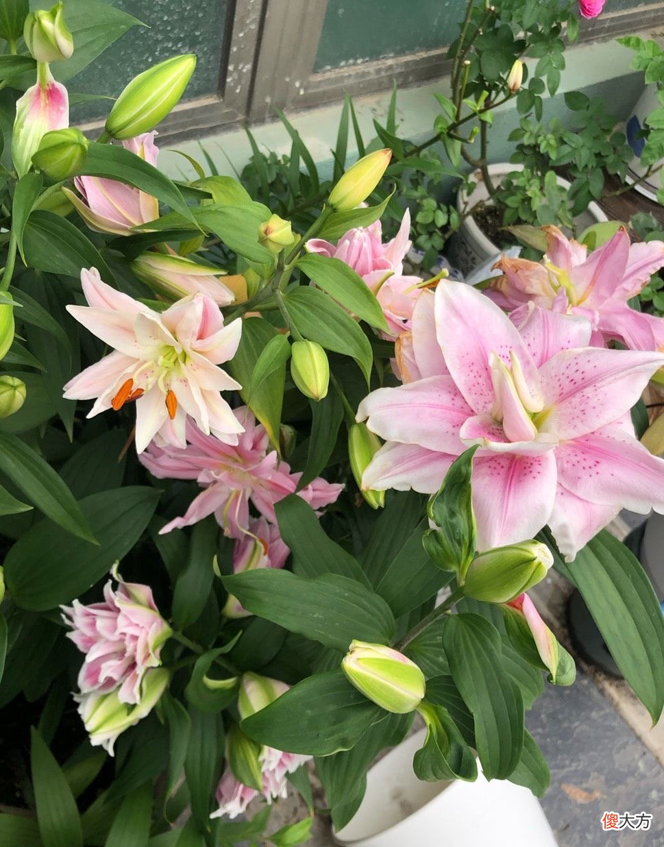 盆栽百合花的种植技巧 百合花种植方法与技巧