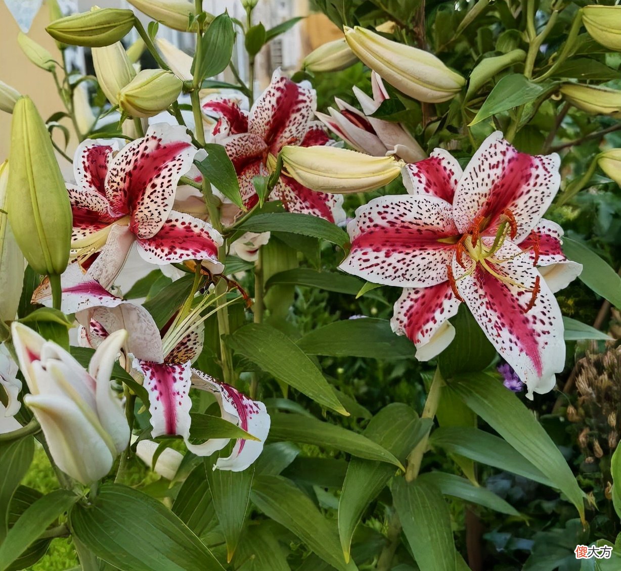 盆栽百合花的种植技巧 百合花种植方法与技巧