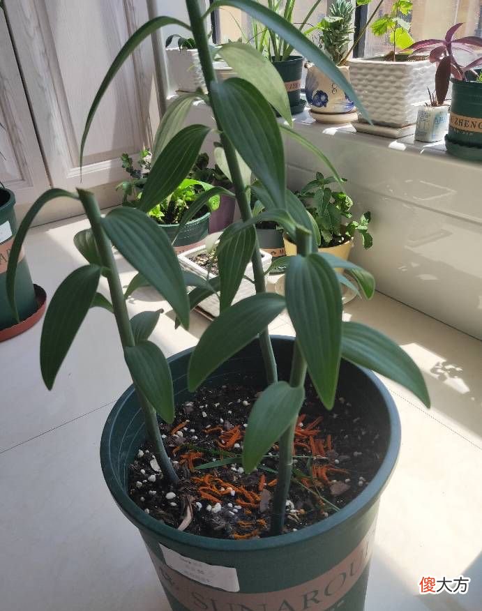 盆栽百合花的种植技巧 百合花种植方法与技巧