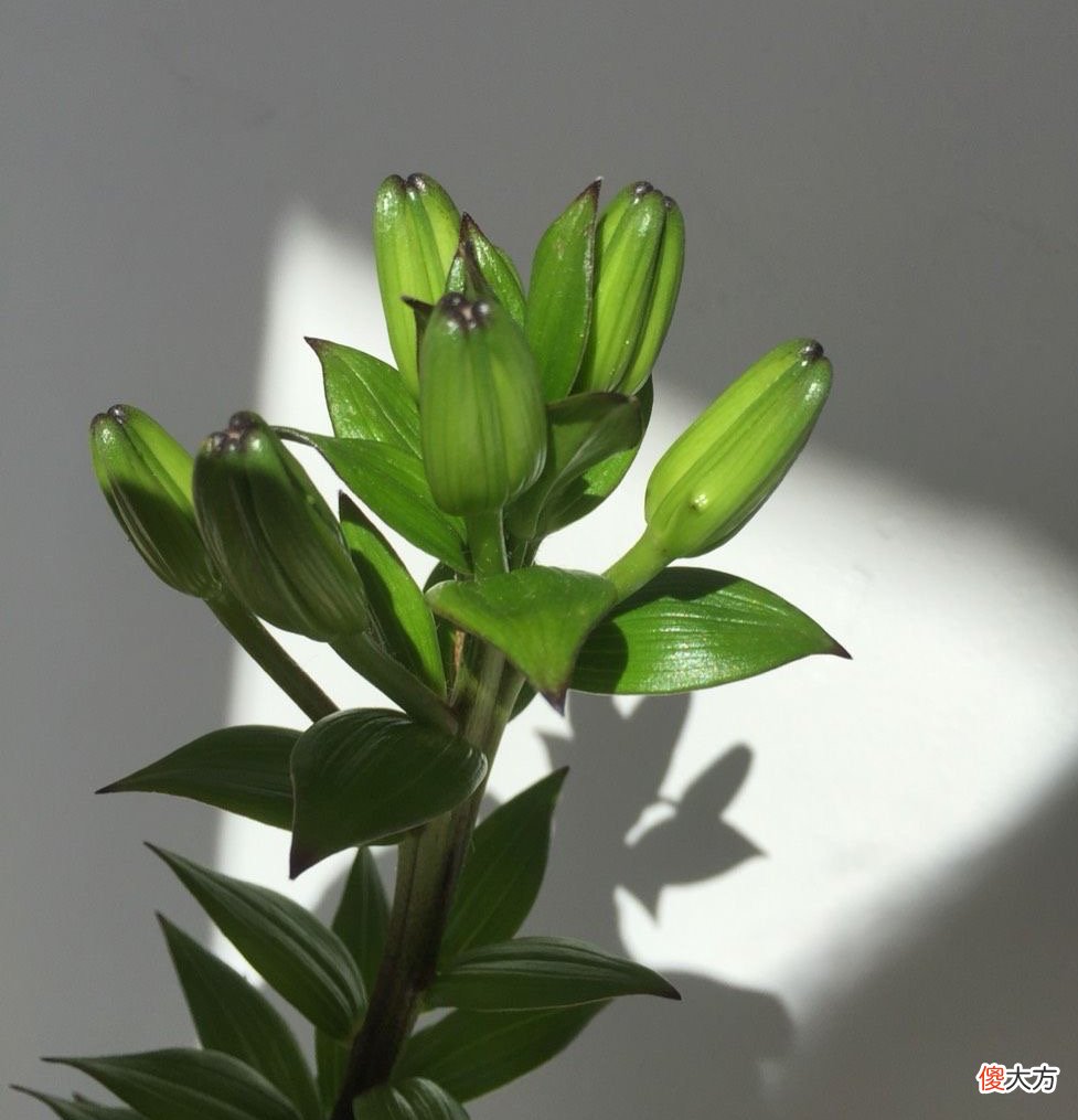 盆栽百合花的种植技巧 百合花种植方法与技巧