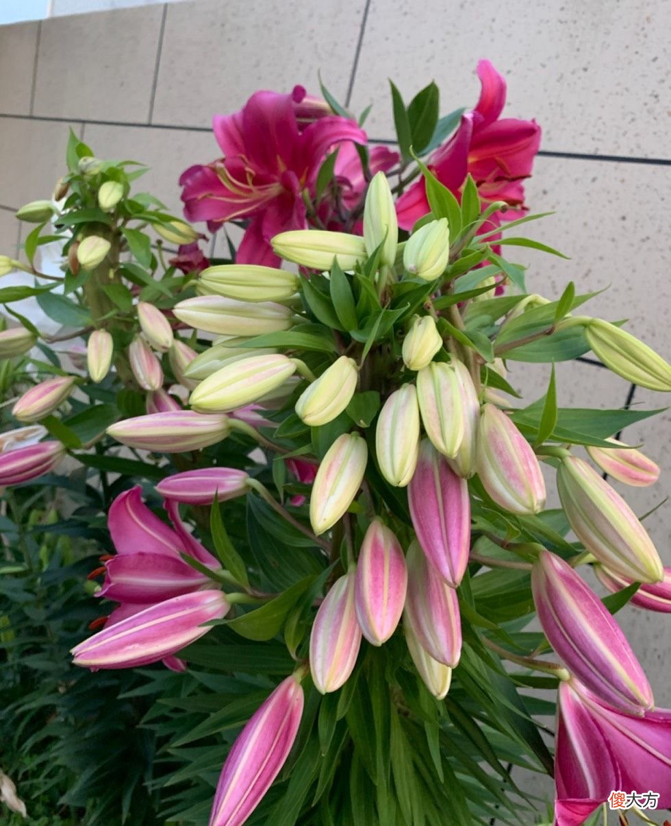 盆栽百合花的种植技巧 百合花种植方法与技巧