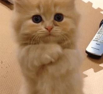 猫咪吃了有好处的人类食物 猫咪吃人类的食物会怎么样