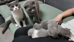 养猫你要知道的最有用和最没用的东西有哪些 养猫到底有什么用