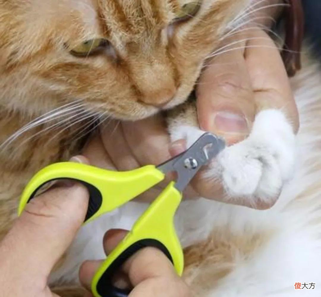 养猫你要知道的最有用和最没用的东西有哪些 养猫到底有什么用