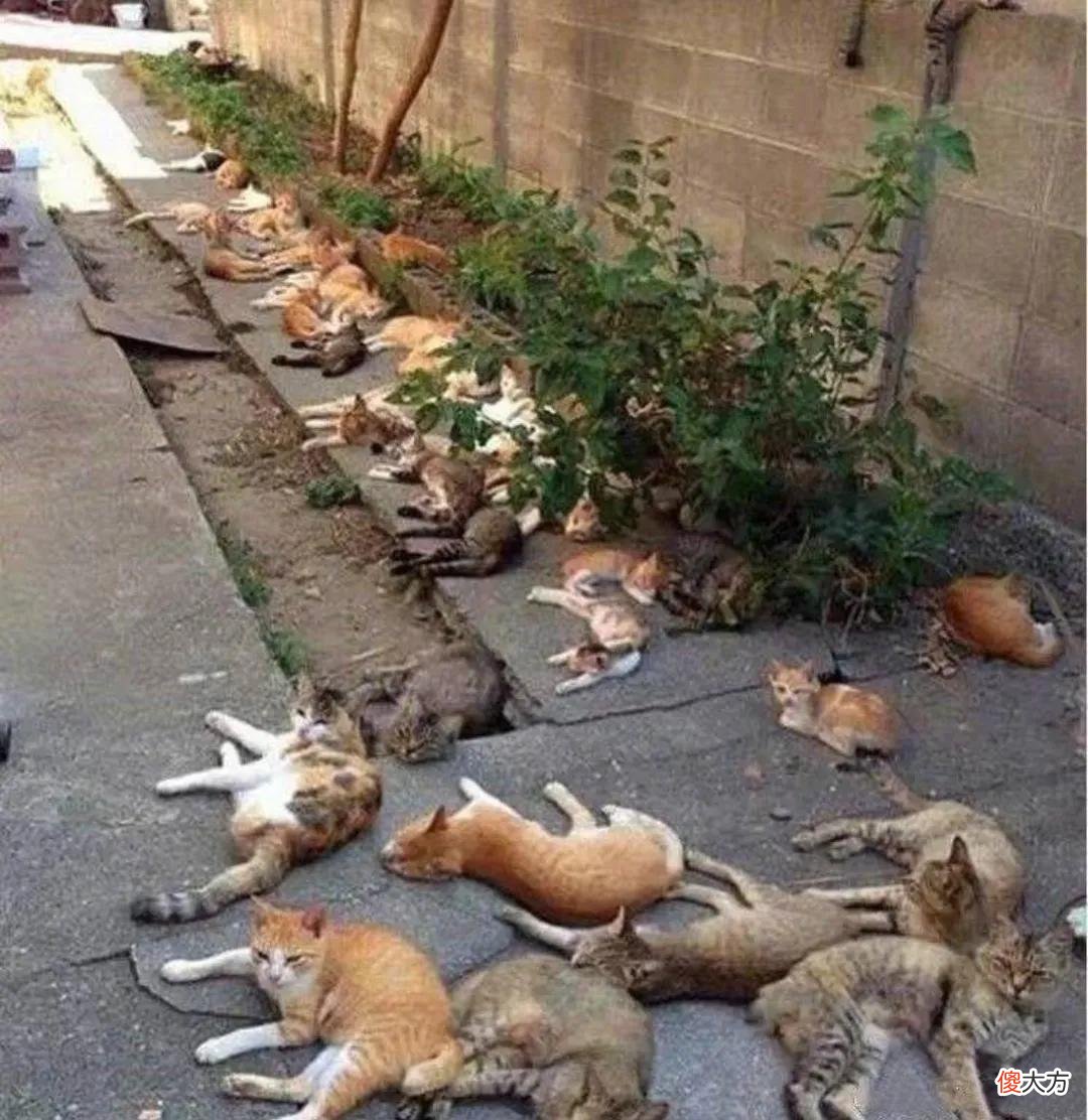 养猫你要知道的最有用和最没用的东西有哪些 养猫到底有什么用