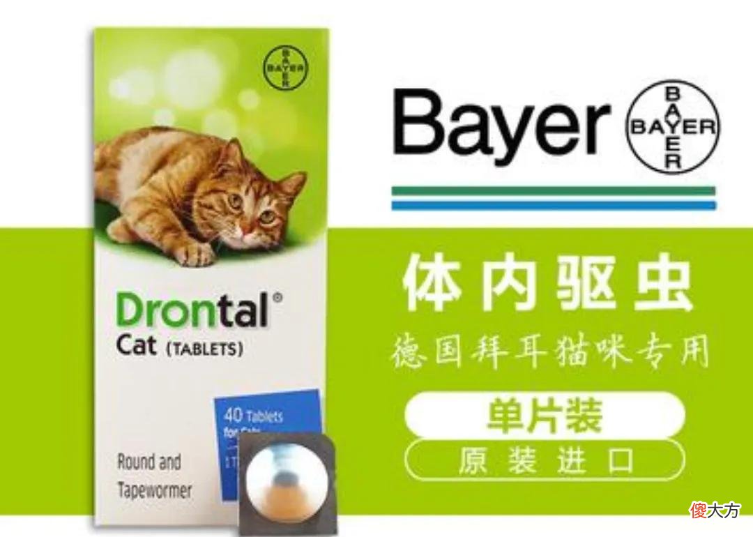养猫你要知道的最有用和最没用的东西有哪些 养猫到底有什么用
