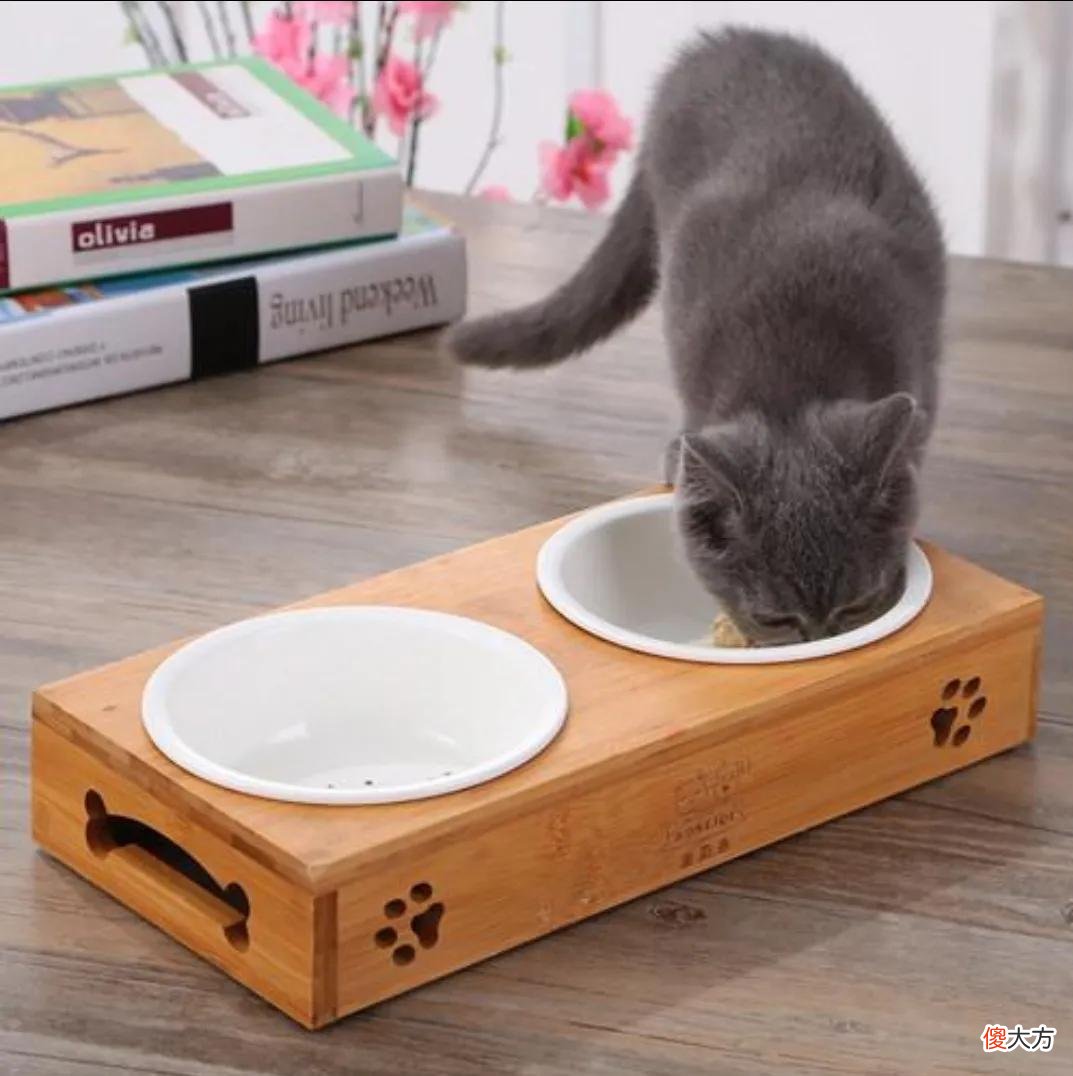 养猫你要知道的最有用和最没用的东西有哪些 养猫到底有什么用