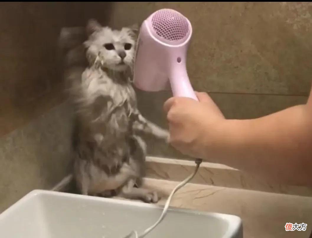 养猫你要知道的最有用和最没用的东西有哪些 养猫到底有什么用