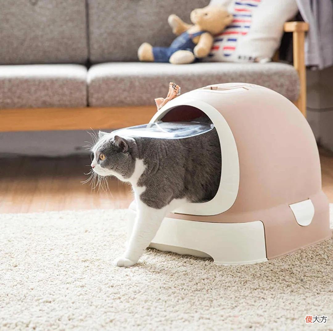 养猫你要知道的最有用和最没用的东西有哪些 养猫到底有什么用