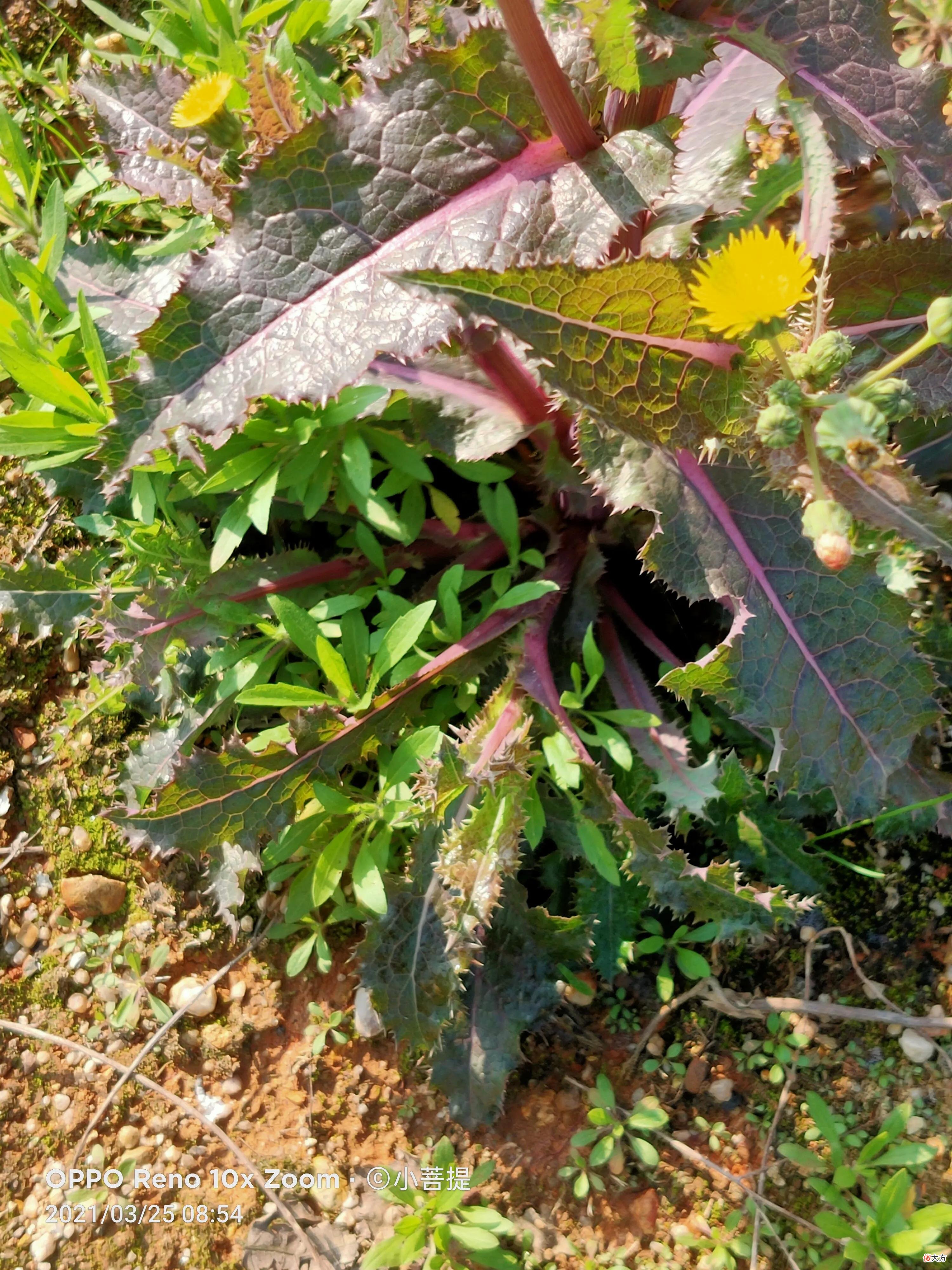 花叶滇苦菜和通泉草最为干净纯洁的花朵 花叶滇苦菜有几种