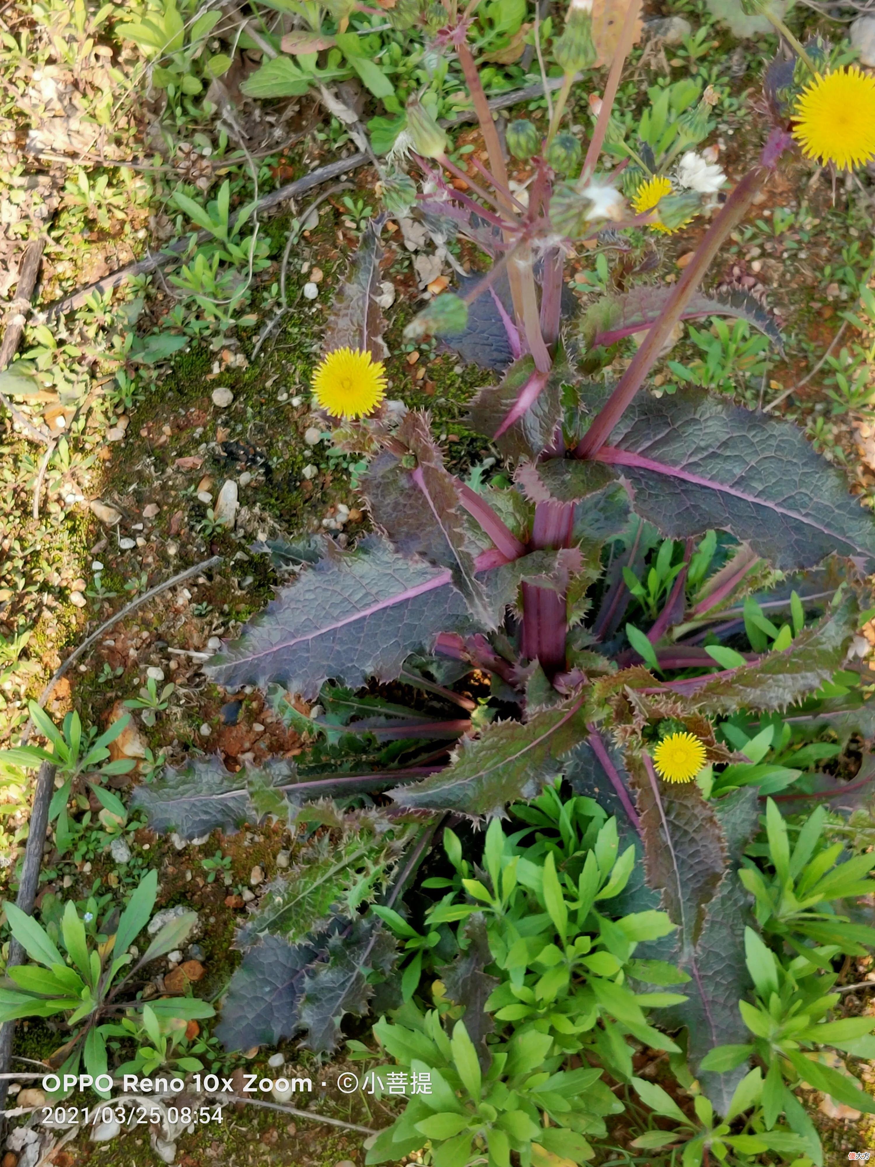 花叶滇苦菜和通泉草最为干净纯洁的花朵 花叶滇苦菜有几种