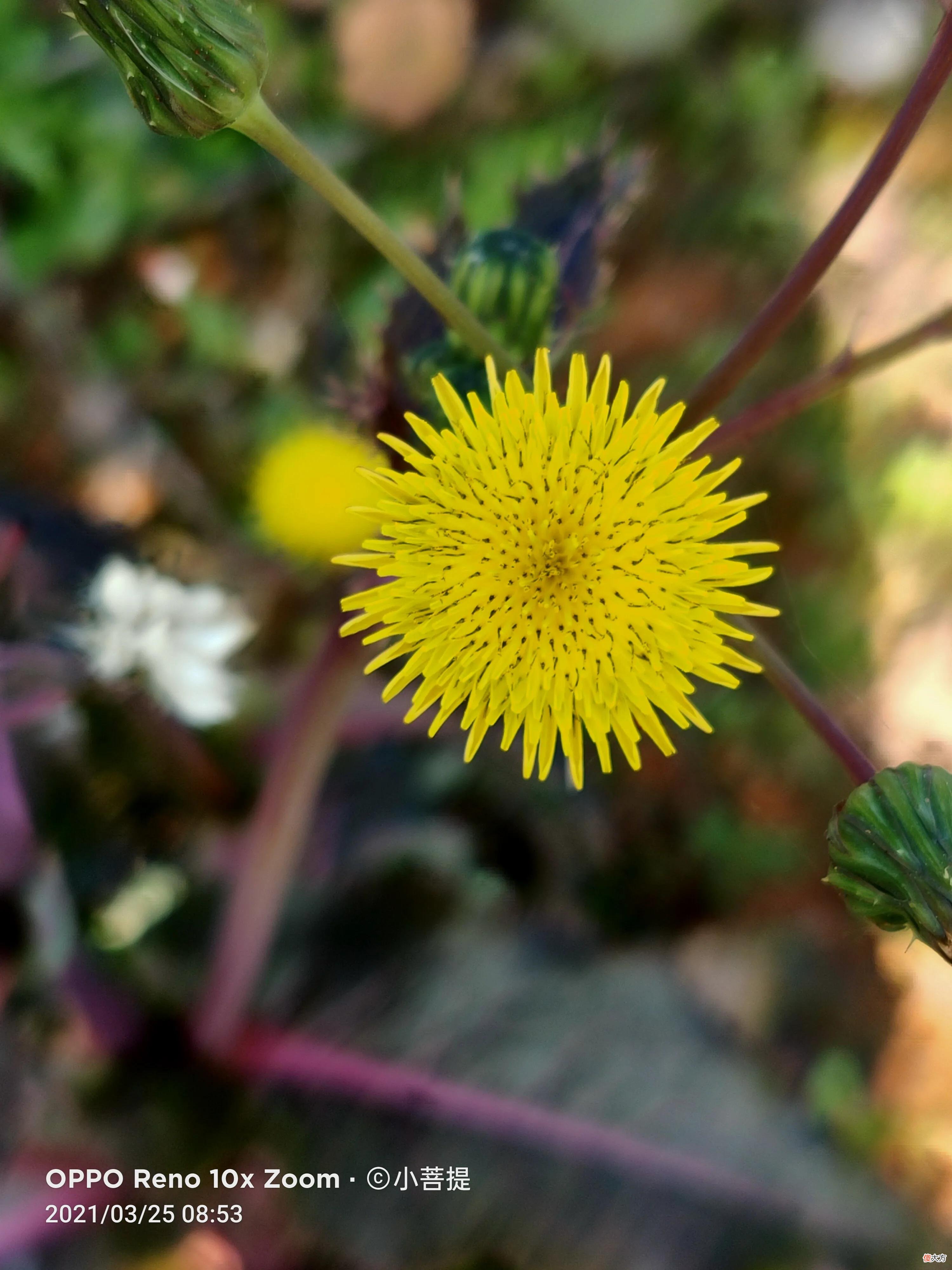 花叶滇苦菜和通泉草最为干净纯洁的花朵 花叶滇苦菜有几种